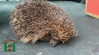 Poorly hedgehog with injured leg rescued from Luton [upl. by Caines]