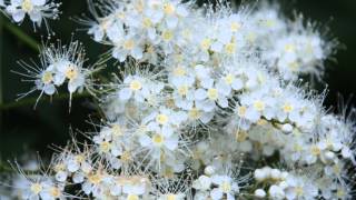 Sorbaria tomentosa var angustifolia Kashmir False Spiraea [upl. by Ervine]