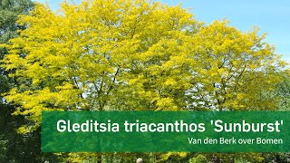 Gleditsia triacanthos Sunburst [upl. by Colver521]