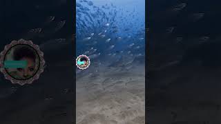 INSANE shark attack swamp of fish shortsfeed nature shortsviral shortvideo nature sea [upl. by Gierk721]