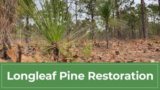 Longleaf Pine Restoration [upl. by Kirwin967]