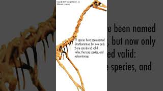 3 Facts About Ornithomimus [upl. by Eihs]