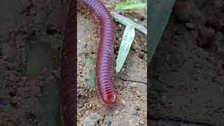 I Spent 30 Days Using Millipedes as Bait and Heres What Happened 13 [upl. by Rosemonde]