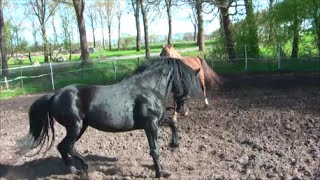 Natürliche Anpaarung Rocky Mountain Horse Hengst und Stute Love between Mare and Stallion [upl. by Eicart]