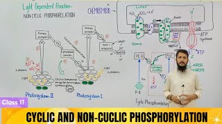 Light dependent reactions  Non cycle and cycle phosphorylation  chemiosmosis [upl. by Haggai]