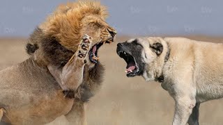 Kangals Bite Cant be Defeted even from a Lion [upl. by Leiser]