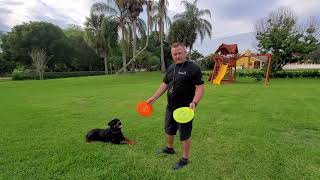 How to Play Frisbee with a Rottweiler and Teach to Let Go of the Toy [upl. by Tedric]