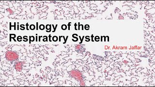 Histology of the respiratory system [upl. by Iaras]