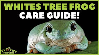 Whites Tree Frog Care Guide  How To Take Care Of A Whites Tree Frog [upl. by Lukey801]