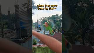 Mini vlogs with birds 🦜 birds minivlog petsvlog familyvlog birdslover petslover [upl. by Yoo815]