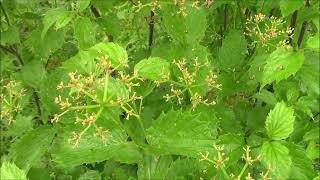 Thriving Plant Tuesday  Arrowwood Viburnum  6722 [upl. by Ahsiner]