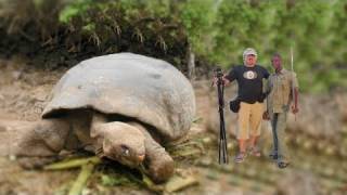 BIGGEST TORTOISE IN THE WORLD [upl. by Michelsen887]