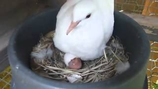 Ring Neck Dove Starting to Hatch [upl. by Gine431]