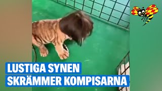 Tigern i peruk sprider skräck på kinesiskt zoo [upl. by February]