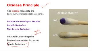 Oxidase Test Phenylalanine Deaminase and Decarboxylase Tests [upl. by Anolahs]