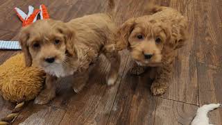 Cockapoo Puppies Super Cute [upl. by Nibla]