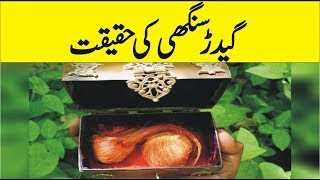 What is Gidar Singhi  Interesting Facts of Gidar Sighi  Urdu Documentaries [upl. by Ayotel369]