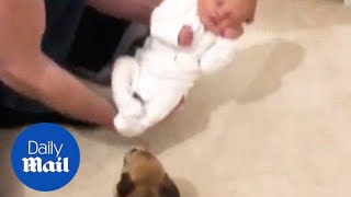 A Chihuahua dog is so happy to meet a new born baby  Daily Mail [upl. by Myrvyn]