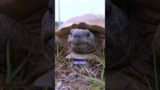 Tortoise asserts dominance and youll never guess the rival  Humankind shorts [upl. by Vetter668]