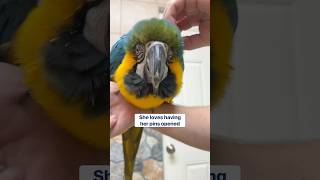 Macaw Pin Feather Time  Which Pins Are Ready to Open [upl. by Aryhs]