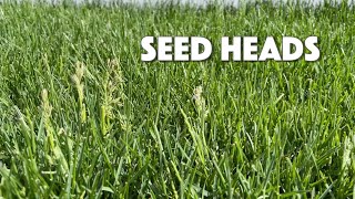 SEED HEADS IN YOUR LAWN  Things To Know [upl. by Siahc]