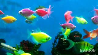 Colouring fish aquariamsubscribe pleasesubscribemychannel viral fishes [upl. by Esimorp]