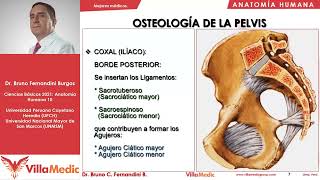 Osteología de la pelvis  Pelvis 1  Anatomía Humana FÁCIL  Ciencias básicas  Villamedic [upl. by Aidyn]