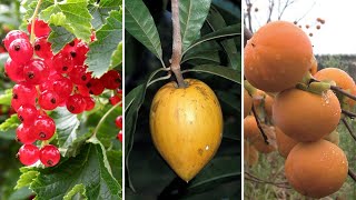 10 Frutas Exóticas Mais DIFERENTES e INCRÍVEIS Que Existem Pelo Mundo Parte 4  Frutas Nativas [upl. by Ruiz255]