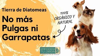 Tierra de diatomeas para mascotas sin pulgas ni garrapatas  100 Natural y Orgánico [upl. by Toscano]