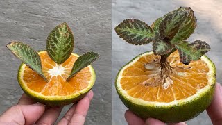 With only 1 orange you can successfully propagate flowers from leaves [upl. by Mulcahy40]