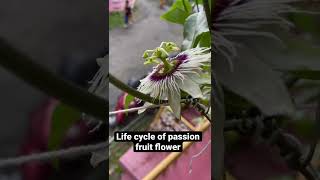 Passion fruit  life cycle of passion fruit flower [upl. by Enelav]