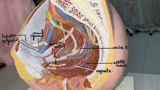 Female pelvis pelvis vessels pelvis ospe Anatomy [upl. by Brigida]