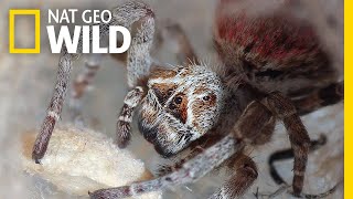 These Spiders Eat Their Mothers Dead Bodies  Nat Geo Wild [upl. by Eyram]