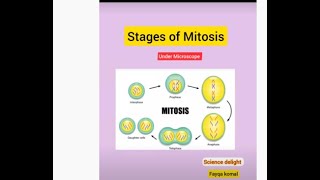 Stages of Mitosis under microscope 🔬 [upl. by Aronow]