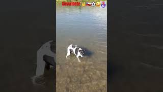 Fox terrier bañadose en el rio🤘🇨🇱⚽️😀 [upl. by Ahsea]