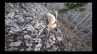 BULL DOWN ELK PARADISE  Montana Rifle Elk Hunt [upl. by Vinay]