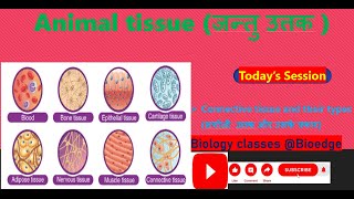 NCERT class 9 Connective tissue and their types सयोजी उत्तक और उनके प्रकार [upl. by Ailel]