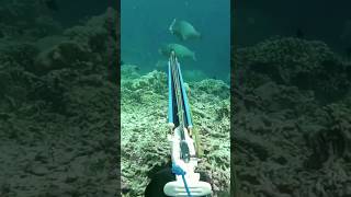 Easy to Spear Gentle Giant Bumphead Parrot fish [upl. by Inaliak]