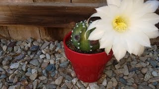 Echinopsis Subdenudata Blooming TimeLapse [upl. by Uht]