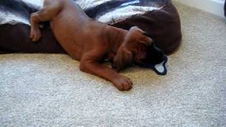 8 WEEK OLD RHODESIAN RIDGEBACK PUPPY PLAYING [upl. by Scoville]