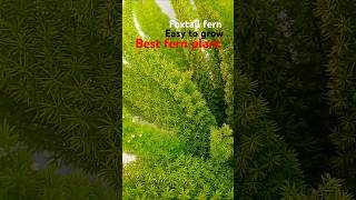 foxtail fern propagation foxtailfern fernplant indoorplants plants gardening [upl. by Kcim840]