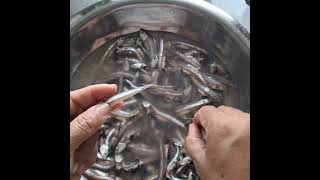 Tutorial for cleaning Anchovy fish  how to clean and prep Anchovy fish  rovenas [upl. by Bainbrudge]