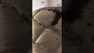 Shocking Bed Bug Infestation at Rental Property  This Is HoltonWiseTV Highlights shorts [upl. by Dzoba]