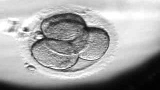 MVZ Kinderwunsch ehemals VivaNeo  Entwicklung der Blastozyste nach InVitroFertilisation [upl. by Mcnair]