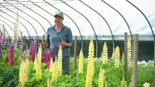 Overwintering Lupines at the Johnnys Research Farm [upl. by Yneffit]