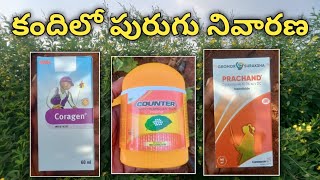 కందిలో పురుగు నివారణ  coragen insecticide  counter insecticide  prachand insecticide [upl. by Aloek]