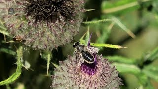 MEGACHILE MaritimeFemelle et MâleMegachile maritima  BRUITX [upl. by Feinberg]