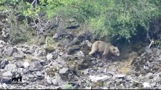 Escena emocionante OSA CLARITA y otro OSO disfrutando avellanas Ursus arctos [upl. by Atlante]