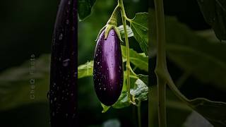 How to Grow Eggplants 🍆 at Home Unique Technique of Farming plants shorts farming [upl. by Janiuszck]