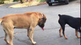 Rottweiler vs English mastiff tug go war [upl. by Rehpotsirhcnhoj]